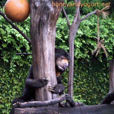 上野動物園 マレーグマ アズマ
