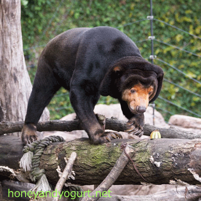 上野動物園 マレーグマ キョウコ