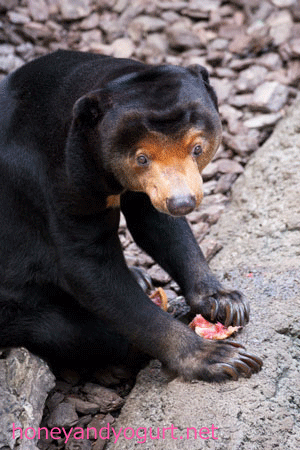 上野動物園 マレーグマ キョウコ