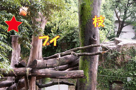 上野動物園 マレーグマ舎