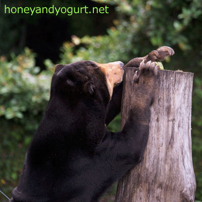 上野動物園 マレーグマ キョウコ