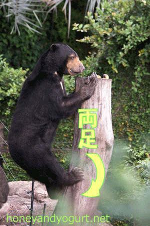 上野動物園 マレーグマ モモコ