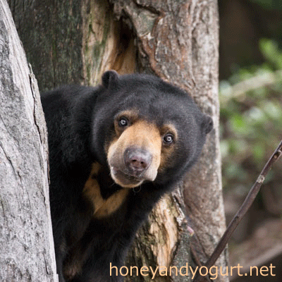 上野動物園　マレーグマ　モモコ