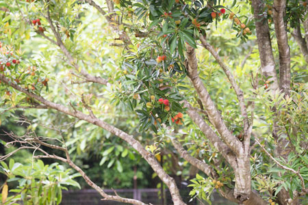 ヤマモモ のいち動物公園 園内