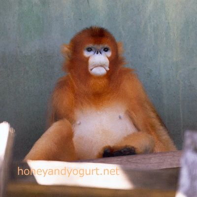 熊本市動植物園　キンシコウ