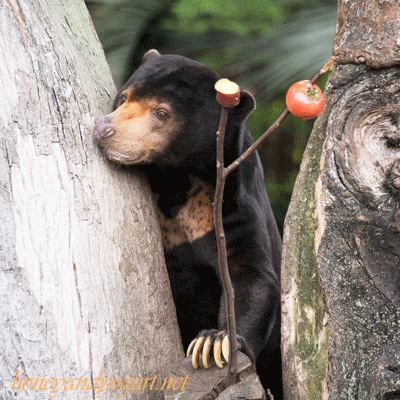 上野動物園 マレーグマ アズマ