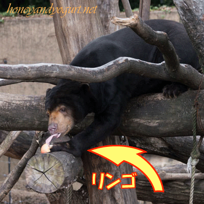 上野動物園 マレーグマ アズマ