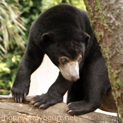 マレーグマ ウメキチ 上野動物園時代