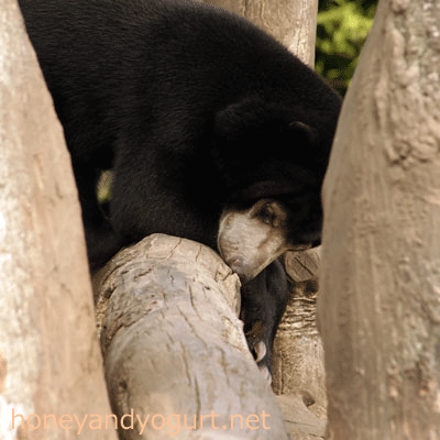 マレーグマ ウメキチ 上野動物園時代