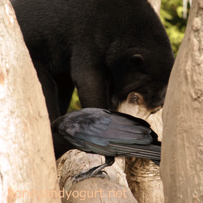 マレーグマ ウメキチ 上野動物園時代