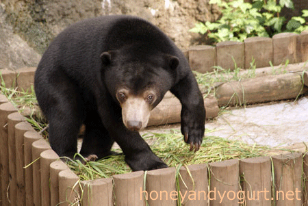 マレーグマ ウメキチ 上野動物園時代