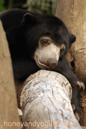 マレーグマ ウメキチ 上野動物園時代