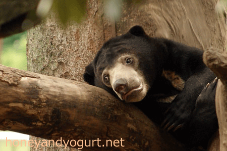 マレーグマ ウメキチ 上野動物園時代