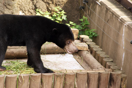 マレーグマ ウメキチ 上野動物園時代