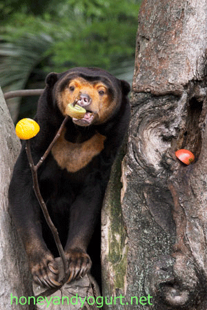 上野動物園　マレーグマ　キョウコ