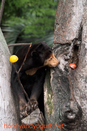 上野動物園　マレーグマ　キョウコ