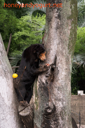 上野動物園　マレーグマ　キョウコ