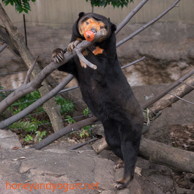 上野動物園　マレーグマ　キョウコ