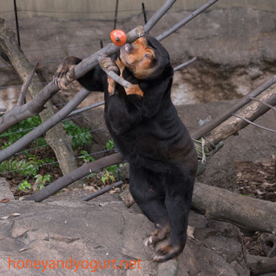 上野動物園　マレーグマ　キョウコ