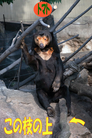 上野動物園　マレーグマ　キョウコ