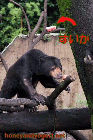 上野動物園　マレーグマ　モモコ