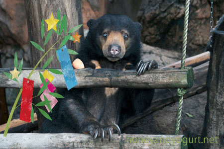 上野動物園　マレーグマ　モモコ