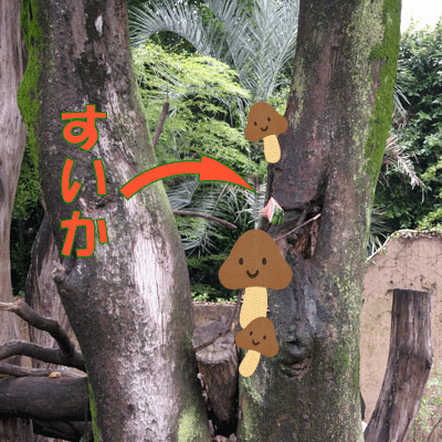 上野動物園　マレーグマ舎