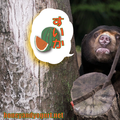 上野動物園　マレーグマ　アズマ