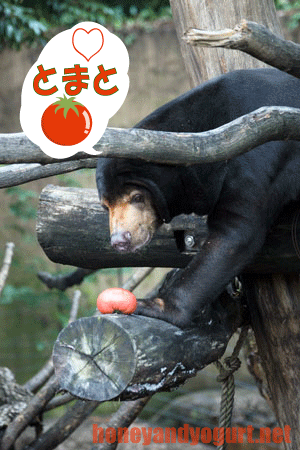 上野動物園　マレーグマ　アズマ