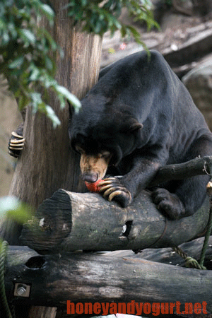 上野動物園　マレーグマ　アズマ