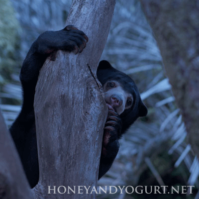 マレーグマ　ウメキチ　上野動物園時代