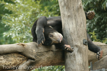 マレーグマ　ウメキチ　上野動物園時代