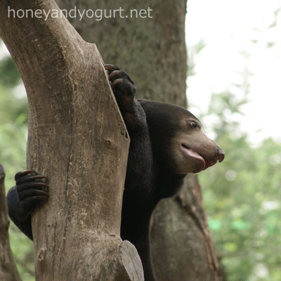マレーグマ　ウメキチ　上野動物園時代