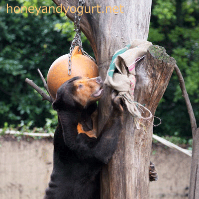 上野動物園　マレーグマ　キョウコ