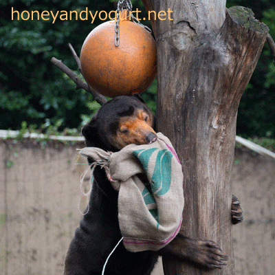 上野動物園　マレーグマ　キョウコ