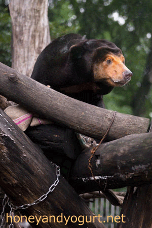 上野動物園　マレーグマ　キョウコ