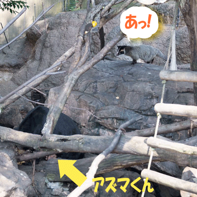 上野動物園 マレーグマ舎