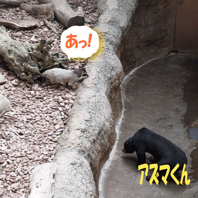 上野動物園 マレーグマ舎
