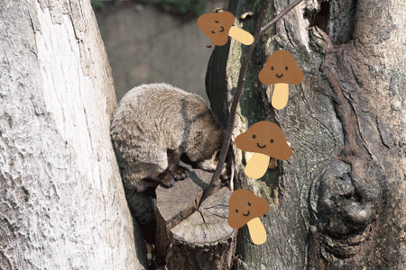 上野動物園 マレーグマ舎