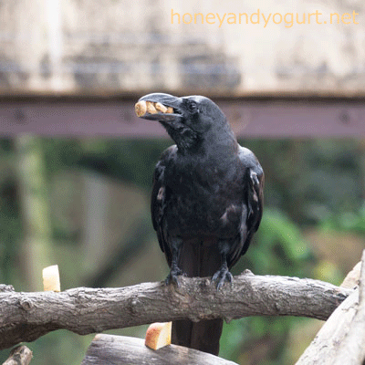 上野動物園 マレーグマ舎