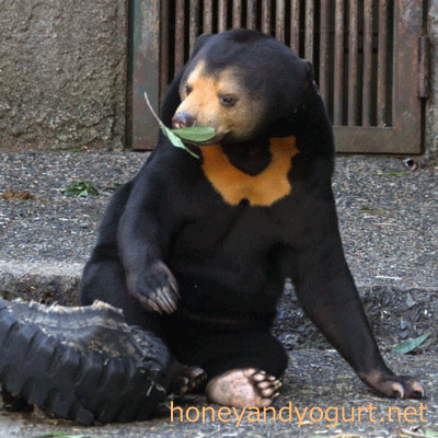 マレーグマ ノア