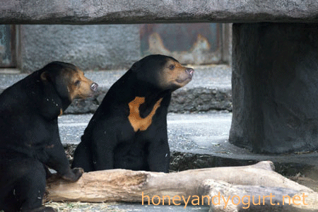 マレーグマ ノア