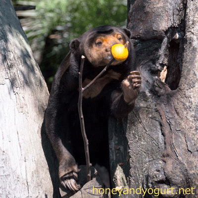 上野動物園 マレーグマ キョウコ