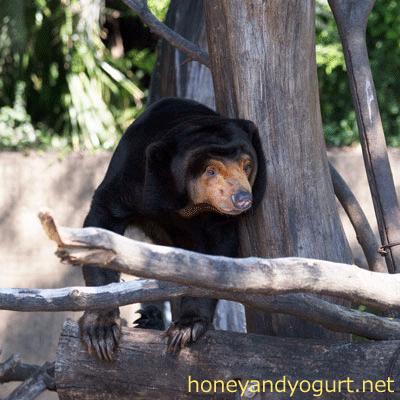 上野動物園 マレーグマ キョウコ
