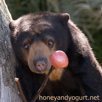 上野動物園　マレーグマ　モモコ