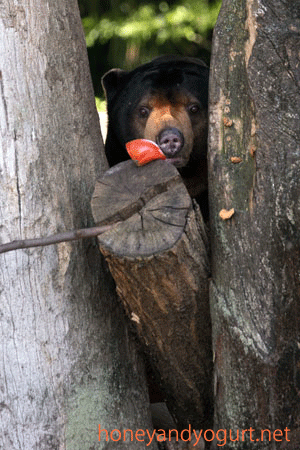 上野動物園　マレーグマ　アズマ