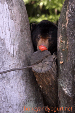 上野動物園　マレーグマ　アズマ