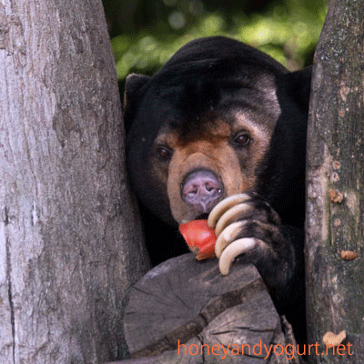 上野動物園　マレーグマ　アズマ