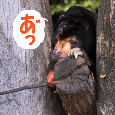 上野動物園　マレーグマ　アズマ