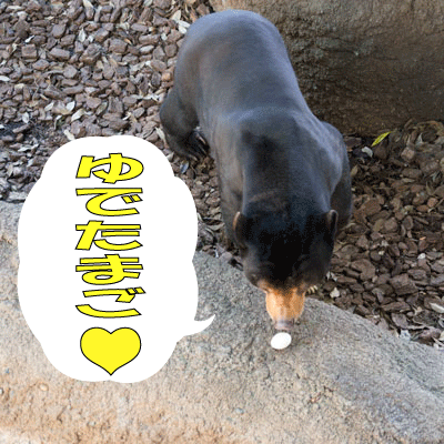 上野動物園　マレーグマ　アズマ